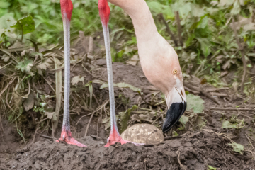 Flamingo and egg.jpg